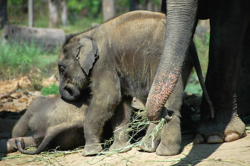 Image showing Asian elephant