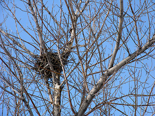 Image showing Bird's Nest on the tree