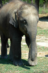 Image showing Asian elephant