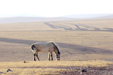 Image showing Horse on meadow