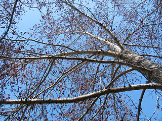 Image showing Spring poplar trees