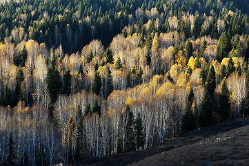 Image showing Golden forest in autumn