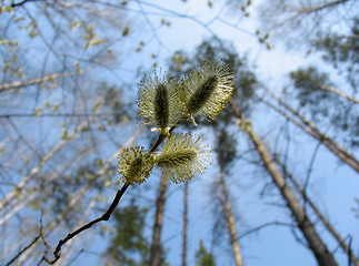 Image showing Catkins of pussy-willow