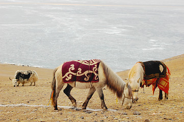 Image showing Horses and yak on meadow