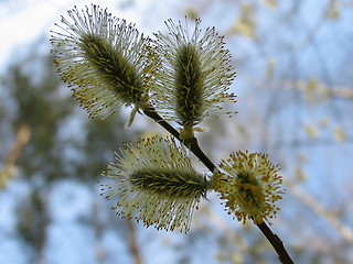 Image showing Catkins of pussy-willow