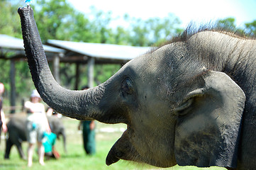 Image showing Asian elephant