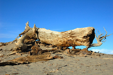 Image showing Dead tree in the desert