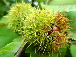 Image showing Chestnuts