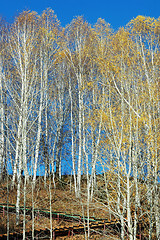 Image showing Golden forest in autumn