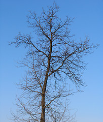 Image showing Leafless tree