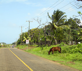 Image showing typical street scene horse on road corn island nicaragua