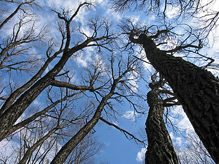 Image showing Spring leafless old willows