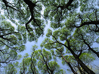 Image showing Old willows