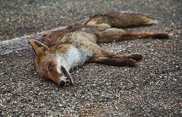 Image showing dead fox on asphalt