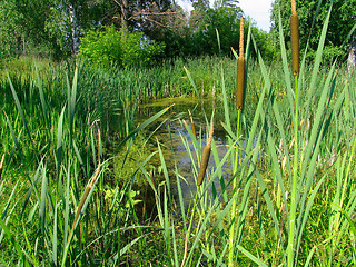 Image showing Cattail on the bog