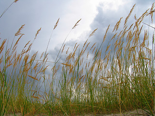 Image showing Cane under the clouds