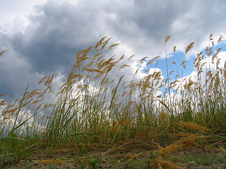 Image showing Cane