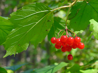 Image showing Viburnum opulus