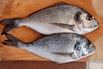 Image showing Two gilthead fish