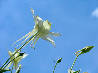 Image showing Aquilegia flowers