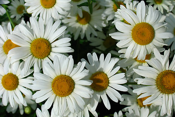 Image showing Daisy meadow