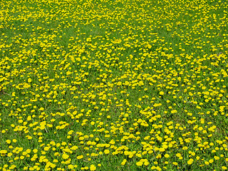 Image showing Dandelion meadow