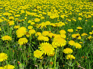 Image showing Dandelion meadow