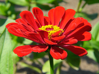 Image showing Red flower