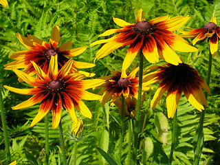 Image showing Yellow flowers of gailardia