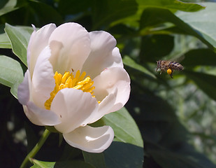 Image showing Bee and Flower