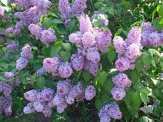 Image showing Lilac