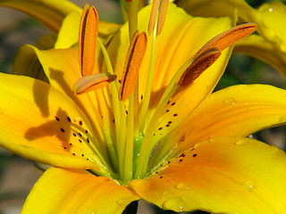 Image showing Yellow lily flower