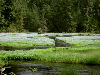 Image showing Green Glade