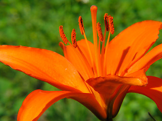 Image showing Red lily flower