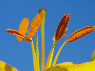 Image showing  Lily stamens