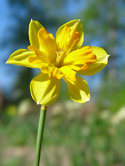 Image showing Narcissus