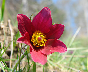 Image showing Pasque-flowers