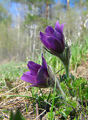 Image showing Pasque-flowers