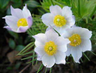 Image showing Pasque-flowers