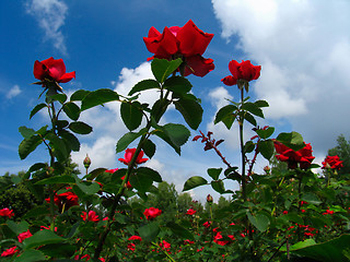 Image showing Rose-bush on blue sky background