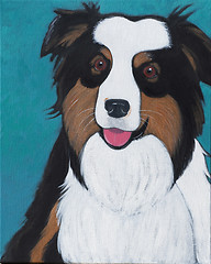 Image showing Australian Shepherd