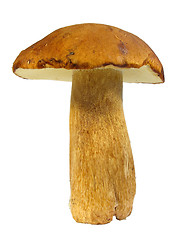 Image showing Boletus edulis