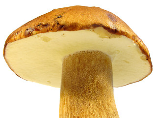 Image showing Boletus edulis