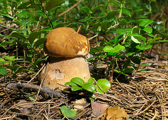 Image showing Boletus edulis