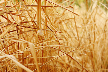 Image showing Close up background texture of dry grass 