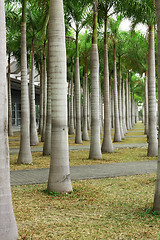 Image showing Rows of palm trees along a road 