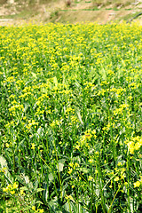 Image showing Brassica campestris