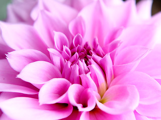 Image showing Beautiful pink lotus flower close-up 