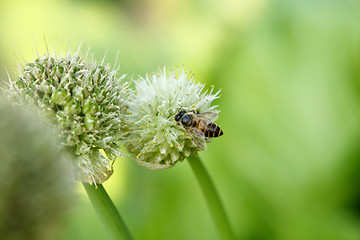 Image showing green onion flower