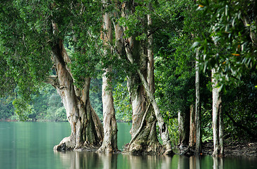 Image showing tree in water 